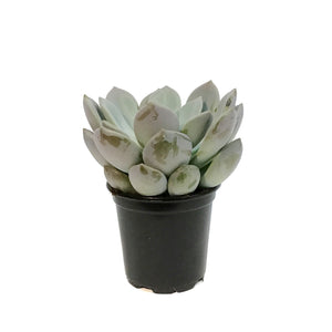 Succulent, 4in, Echeveria Lilac Wonder