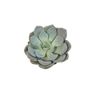 Succulent, 4in, Echeveria Lilac Wonder