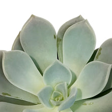 Load image into Gallery viewer, Succulent, 4in, Echeveria Lilac Wonder
