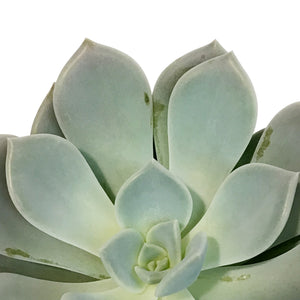 Succulent, 4in, Echeveria Lilac Wonder