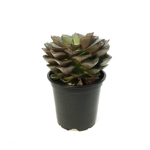 Succulent, 4in, Echeveria Moranii