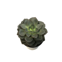 Load image into Gallery viewer, Succulent, 4in, Echeveria Moranii
