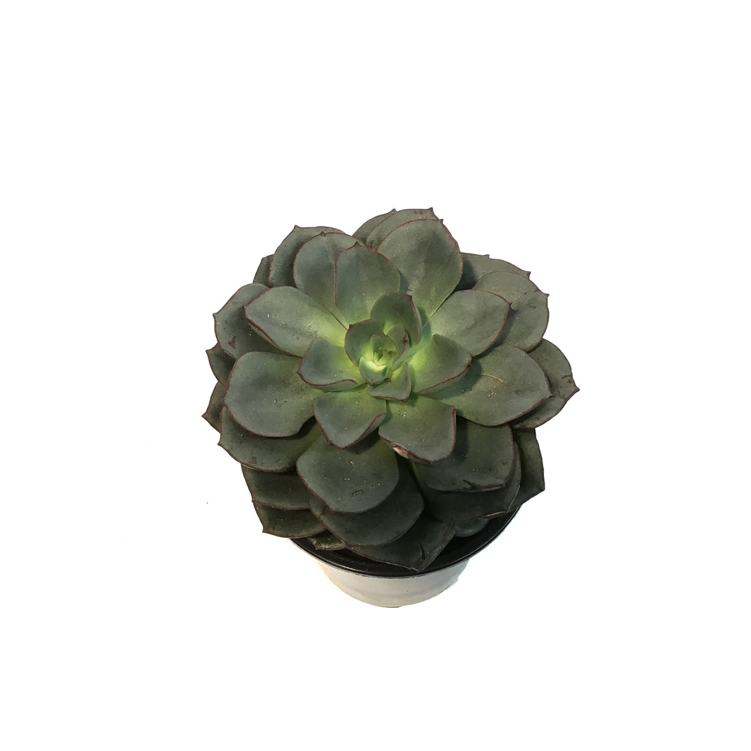 Succulent, 4in, Echeveria Moranii