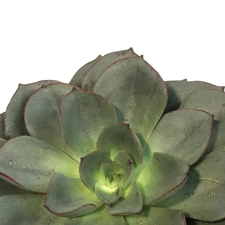 Succulent, 4in, Echeveria Moranii