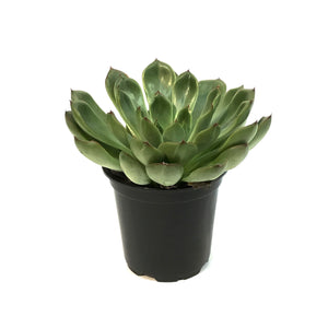 Succulent, 4in, Echeveria Skater