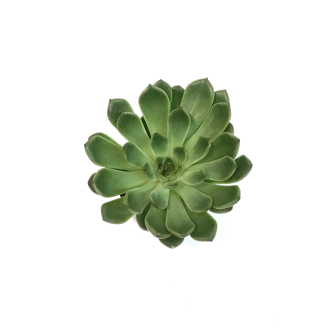 Succulent, 4in, Echeveria Skater