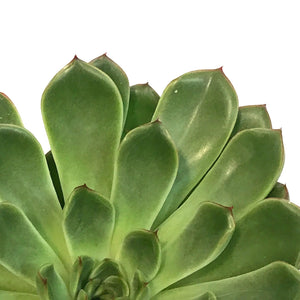 Succulent, 4in, Echeveria Skater