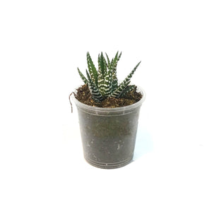 Succulent, 2.5in, Haworthia Big Band