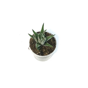 Succulent, 2.5in, Haworthia Big Band