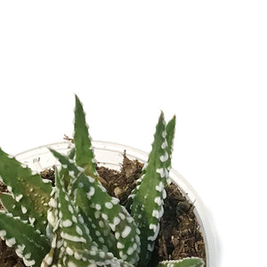 Succulent, 2.5in, Haworthia Big Band