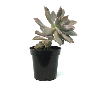 Succulent, 3.5in, Pachyphytum Superbum