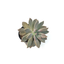 Load image into Gallery viewer, Succulent, 3.5in, Pachyphytum Superbum
