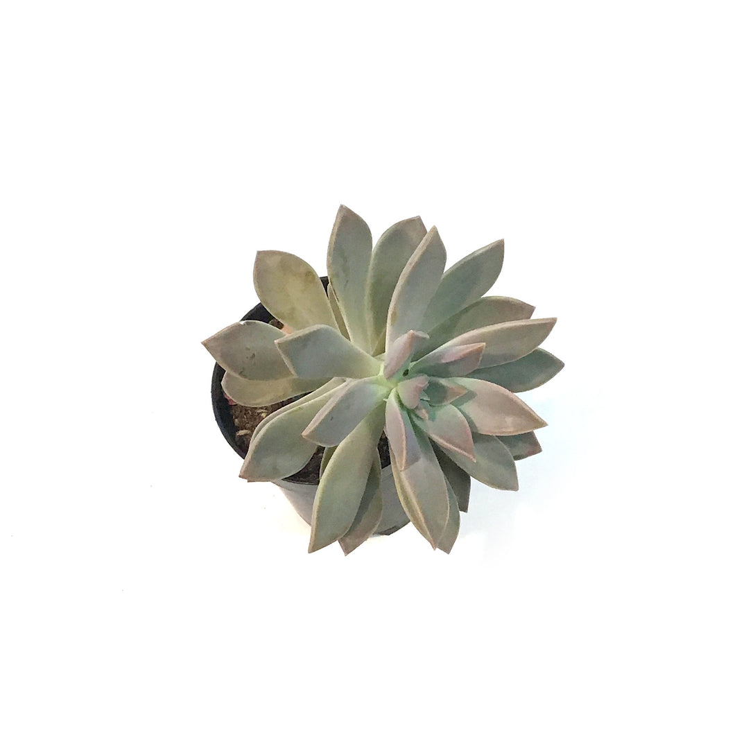 Succulent, 3.5in, Pachyphytum Superbum