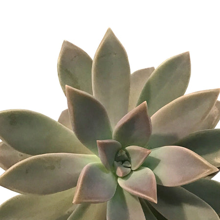 Succulent, 3.5in, Pachyphytum Superbum