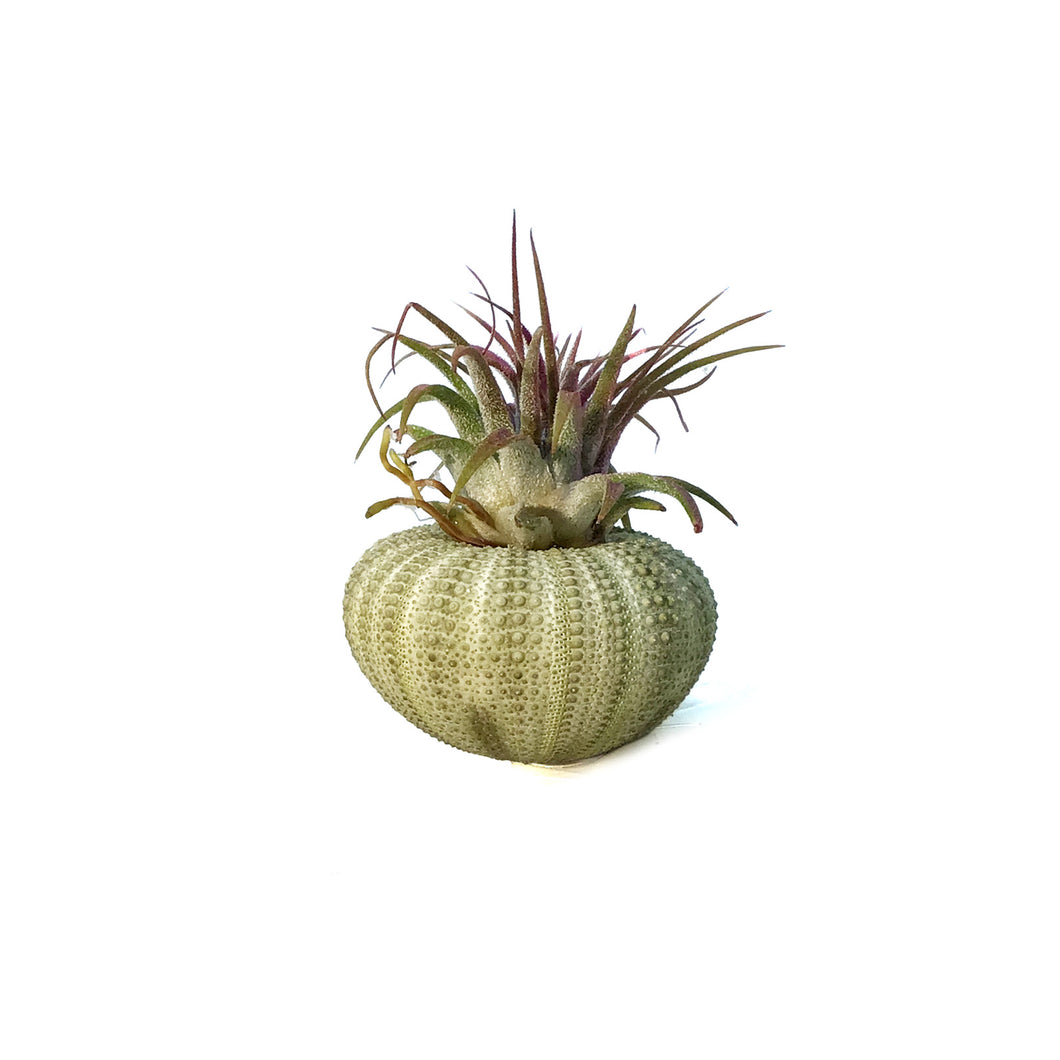 Tillandsia Green Jellyfish, Medium