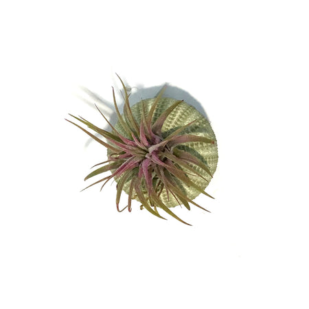 Tillandsia Green Jellyfish, Medium