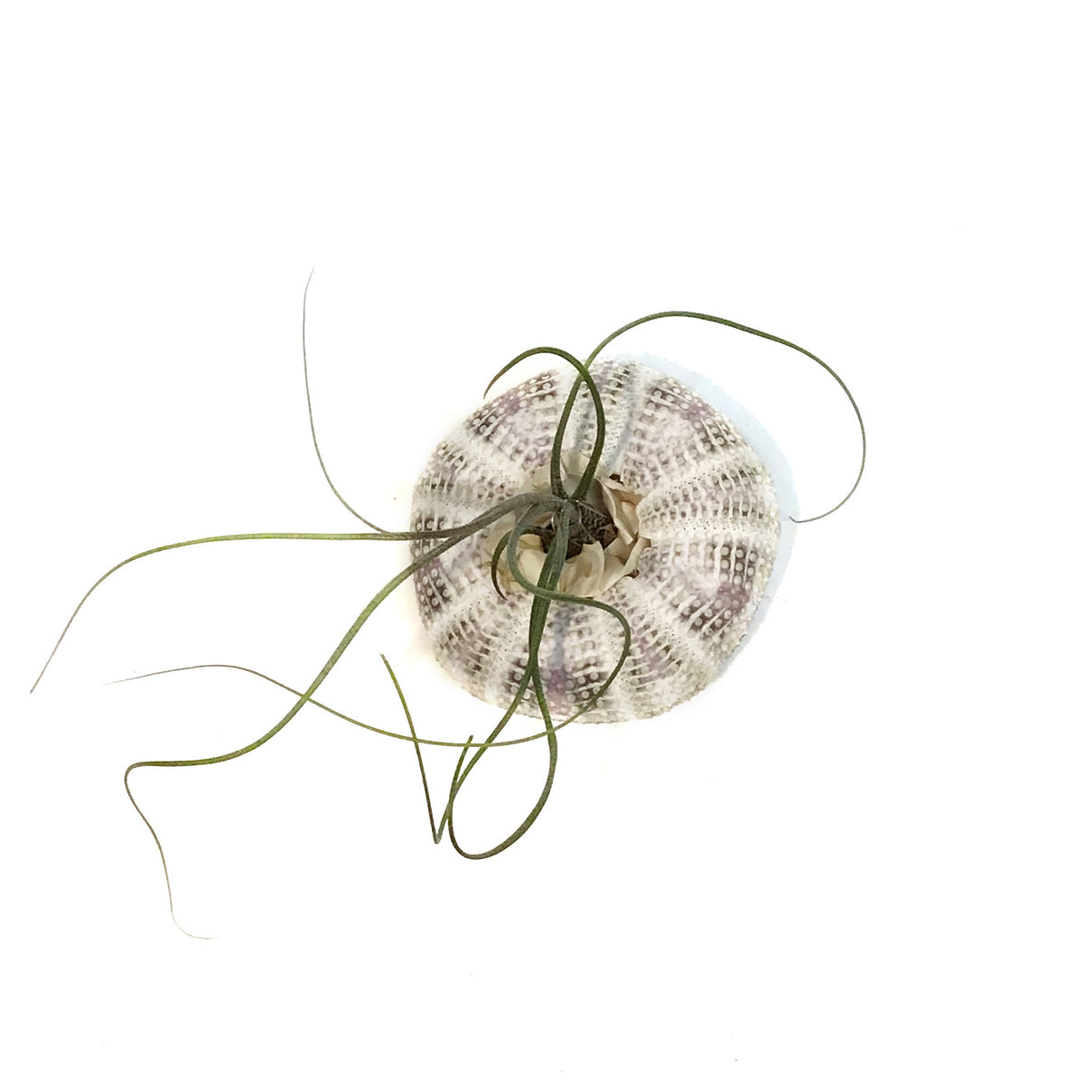 Tillandsia Butzii Jellyfish