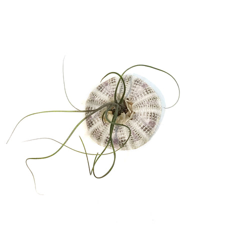 Tillandsia Butzii Jellyfish