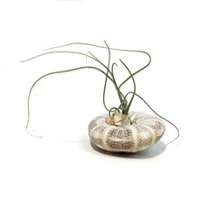 Load image into Gallery viewer, Tillandsia Butzii Jellyfish
