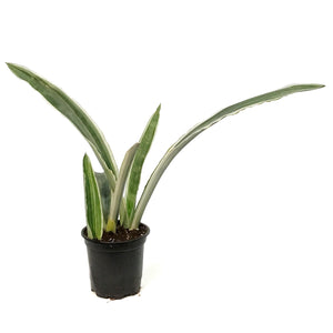 Sansevieria, 4in, Sayuri