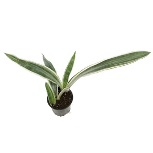 Sansevieria, 4in, Sayuri