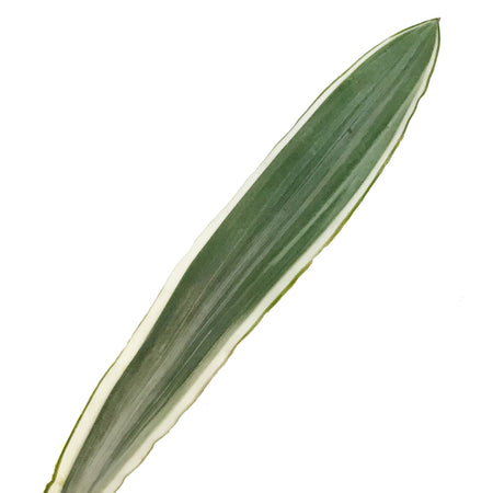 Sansevieria, 4in, Sayuri