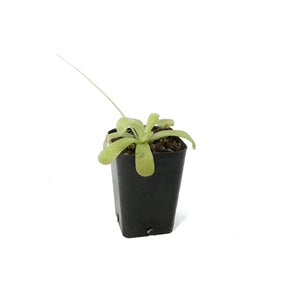 Butterwort, 2.5in, Pinguicula Gigantea