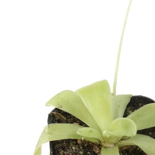 Load image into Gallery viewer, Butterwort, 2.5in, Pinguicula Gigantea
