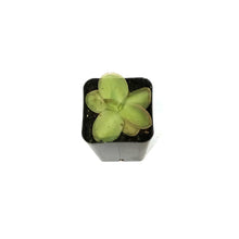 Load image into Gallery viewer, Butterwort, 2.5in, Pinguicula Laueana
