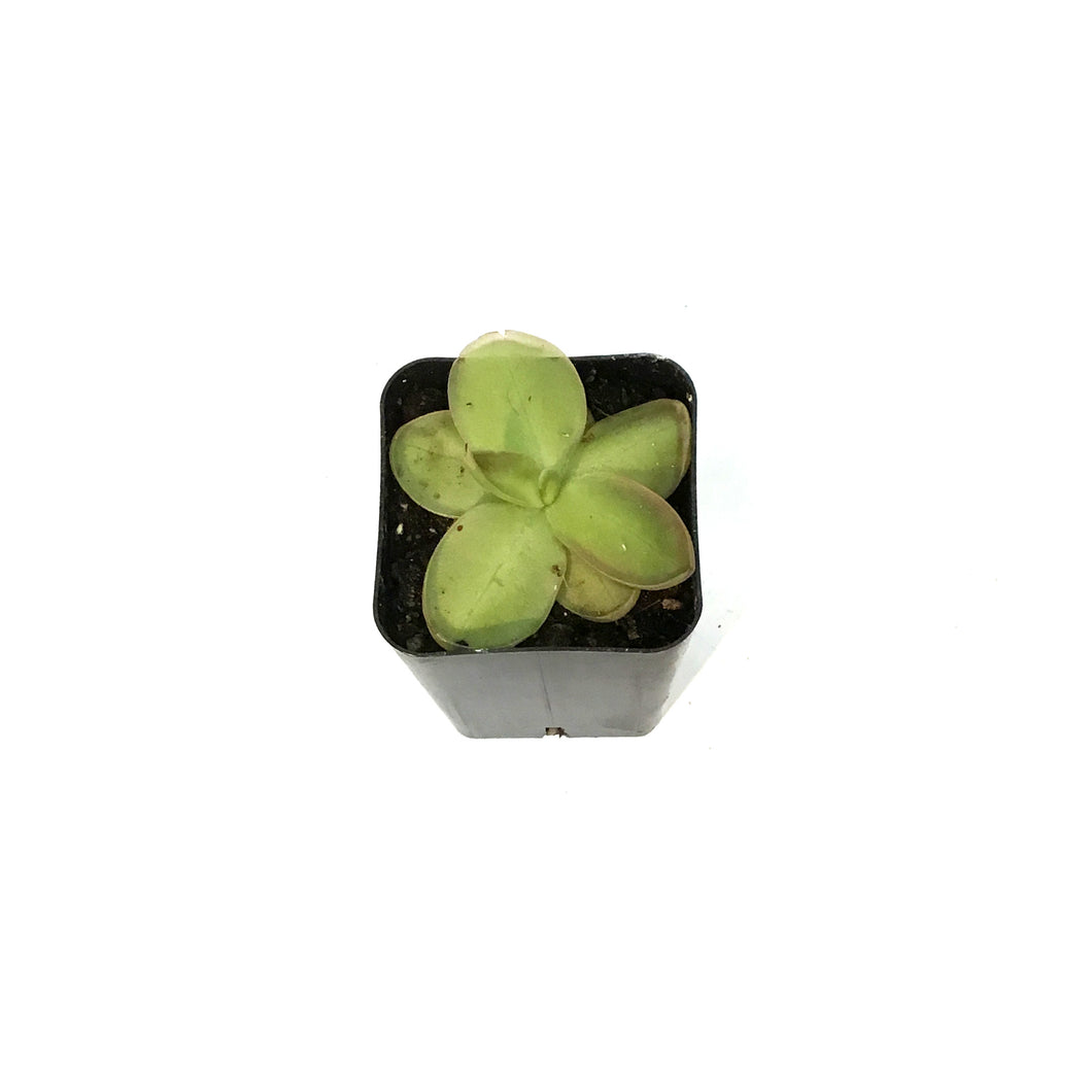 Butterwort, 2.5in, Pinguicula Laueana