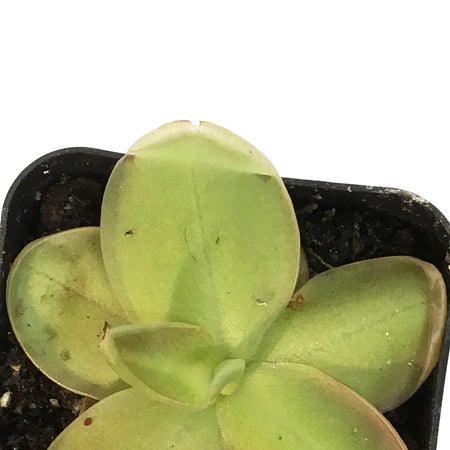 Butterwort, 2.5in, Pinguicula Laueana