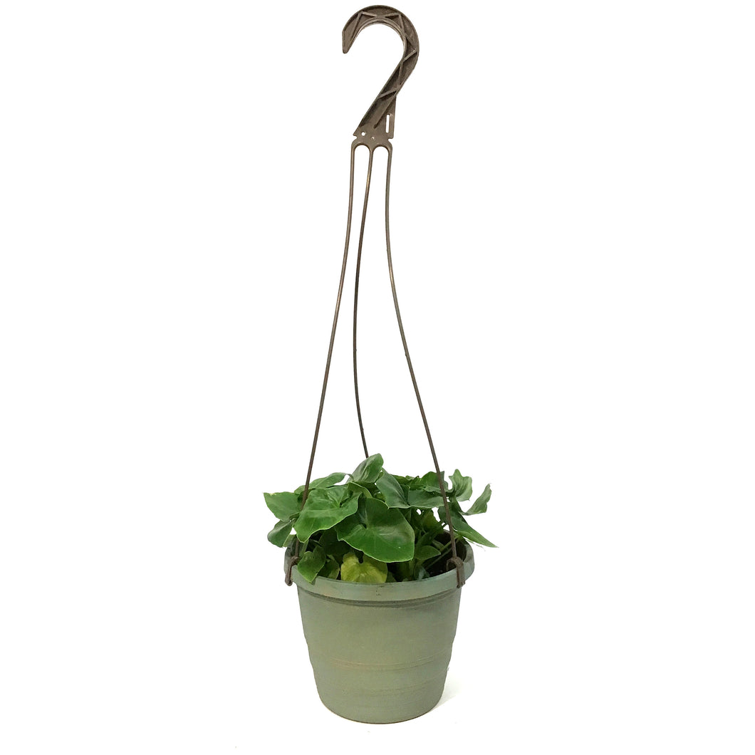 Philo, 6.5in Hanging Basket, Super Atom