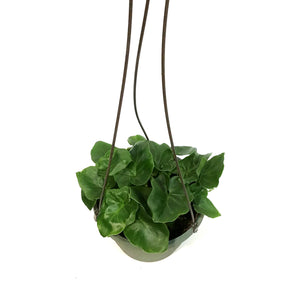 Philo, 6.5in Hanging Basket, Super Atom