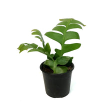 Load image into Gallery viewer, Shark Fin Cactus, 4in
