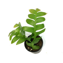 Load image into Gallery viewer, Shark Fin Cactus, 4in
