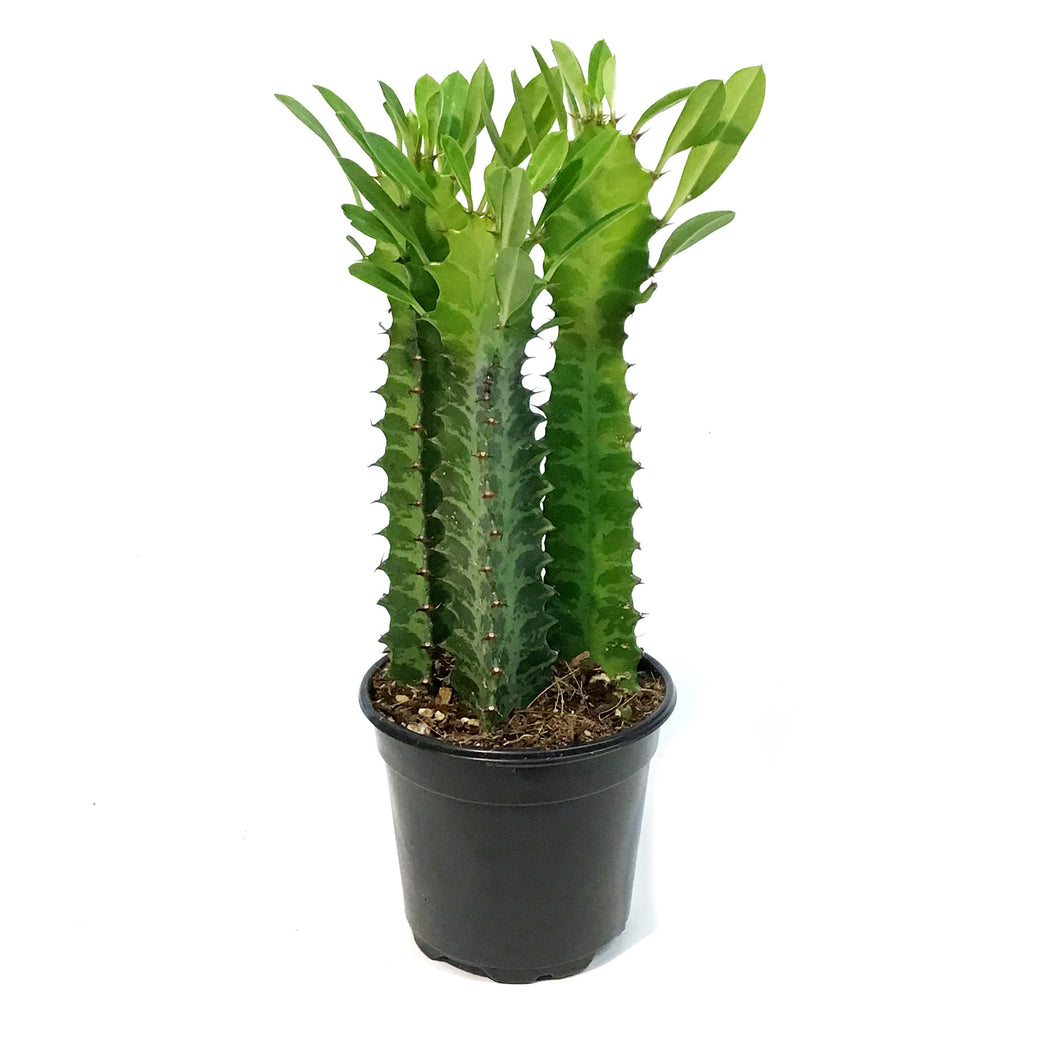 Cactus, 4in, Euphorbia African Milk Tree, Green