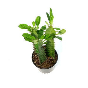 Cactus, 4in, Euphorbia African Milk Tree, Green