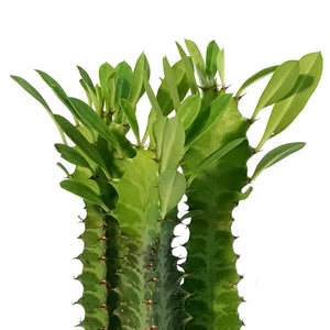 Cactus, 4in, Euphorbia African Milk Tree, Green