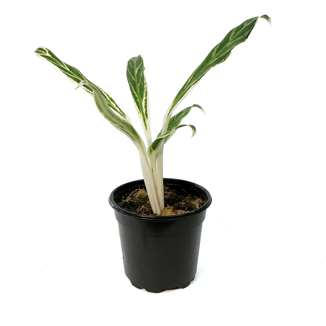 Aglaonema, 4in, Rice