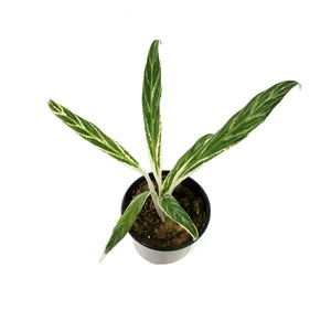 Aglaonema, 4in, Rice