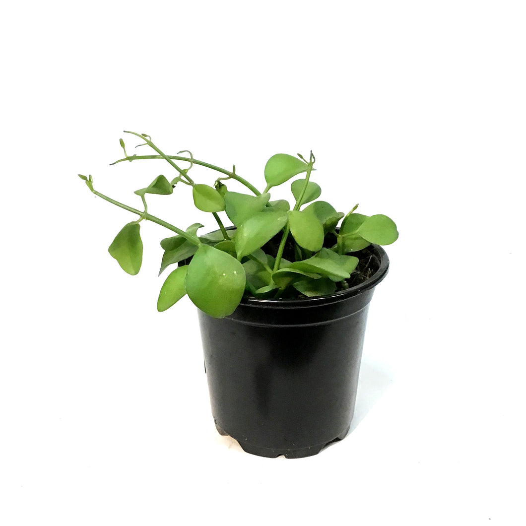 Dischidia, 4in, Green Apple