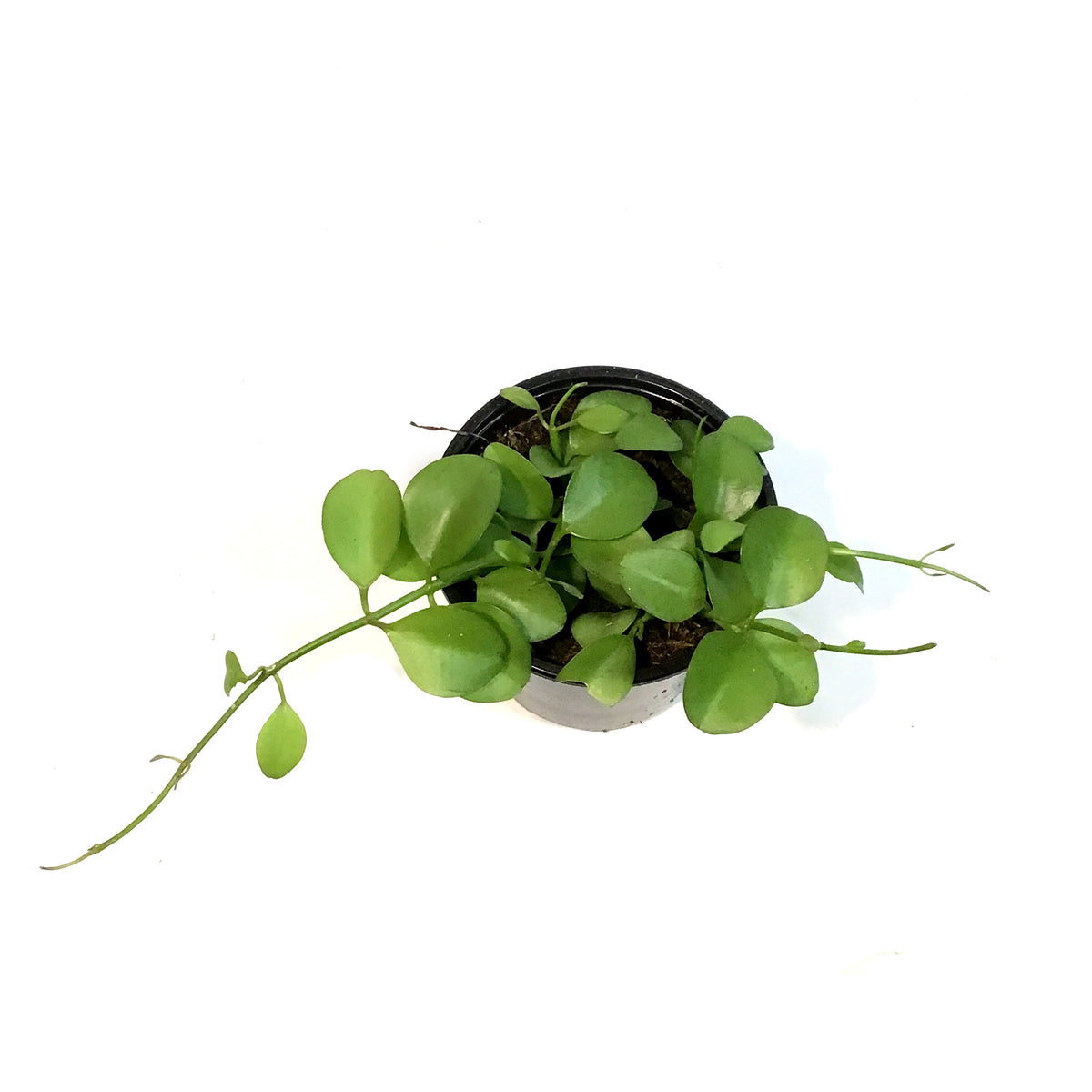 Dischidia, 4in, Green Apple