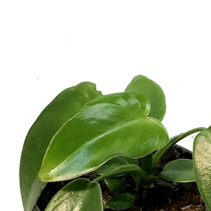 Philodendron, 4in, Spiritus Sancti