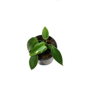 Philodendron, 4in, Spiritus Sancti