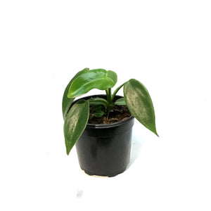 Philodendron, 4in, Spiritus Sancti