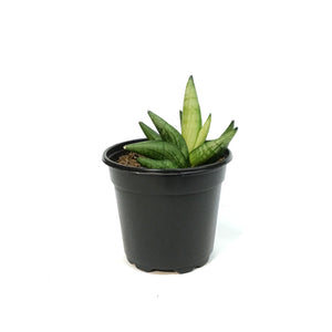 Sansevieria, 4in, Boncel Swirl