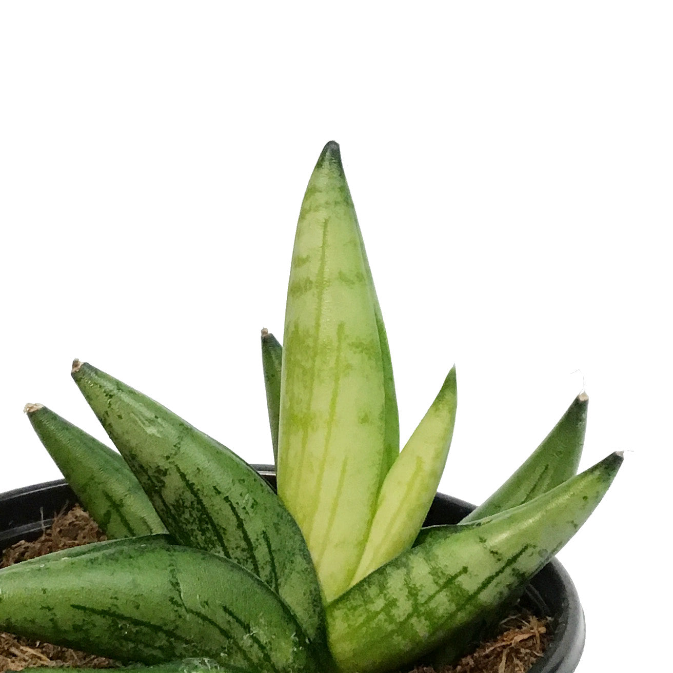 Sansevieria, 3.5in, Boncel Swirl – Floral Acres Greenhouse