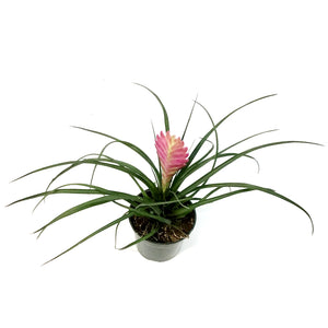 Tillandsia, 4in, Cyanea