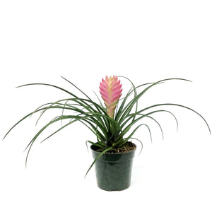 Tillandsia, 4in, Cyanea