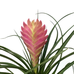 Tillandsia, 4in, Cyanea